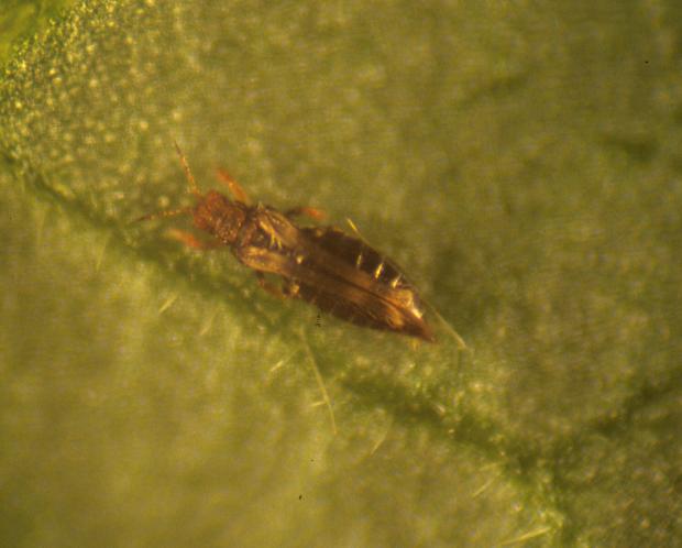 Thrips
