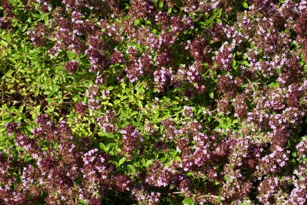 Thymus serpyllum