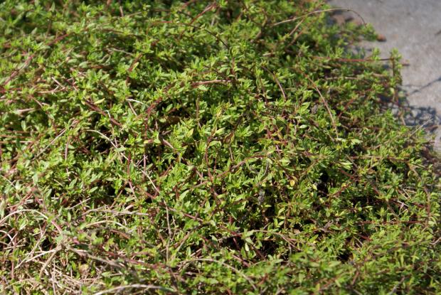 Thymus serpyllum