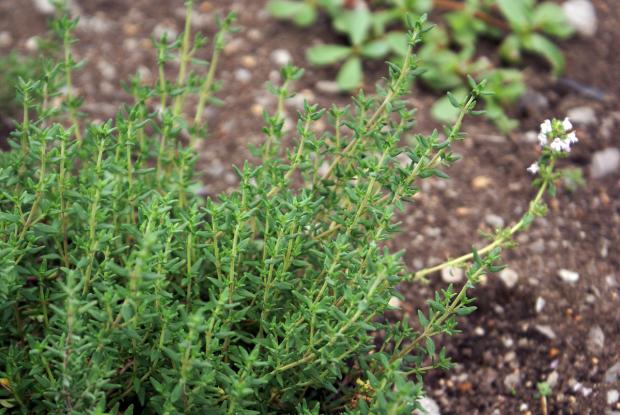 Thymus vulgaris