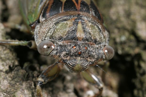 Tibicen canicularis