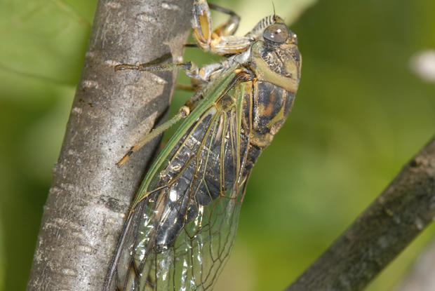 Tibicen canicularis,  Québec, Canada.