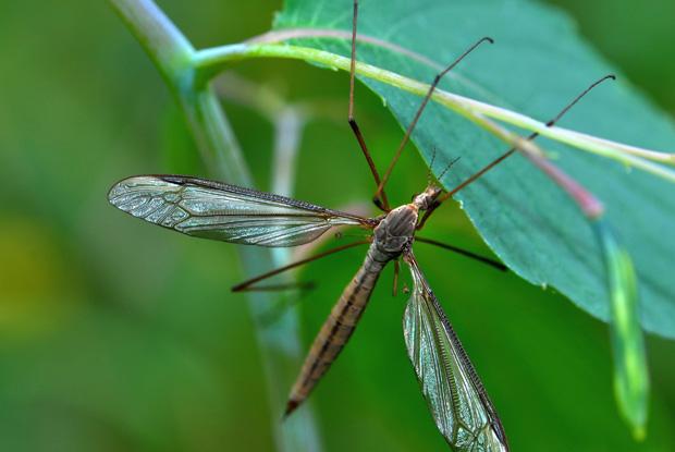 Diptera, Tipulidae, Québec, Canada.