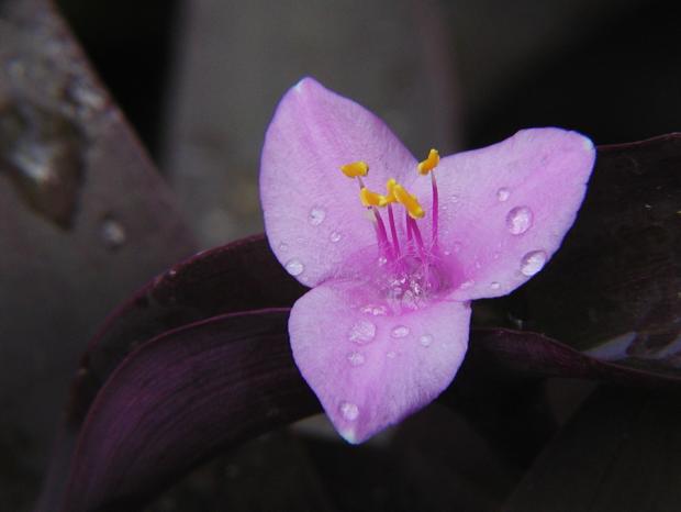 Tradescantia pallida 'Purple Heart'.