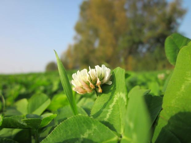 Clover