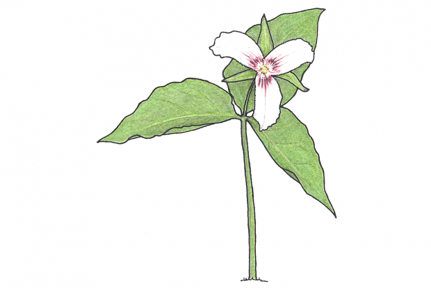 Trillium undulatum