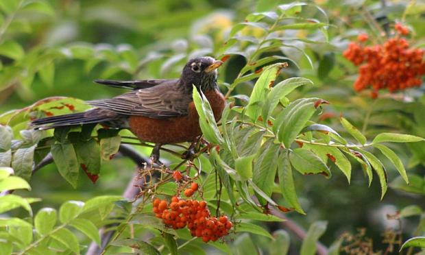 Turdus migratorius