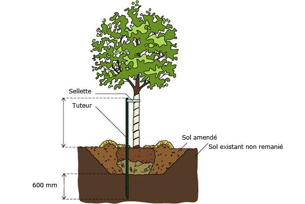 Xclou Attache pour tuteurage et arbres Lien pour ligatures de couleur verte Corde pour arbres et arbustes 3 m 