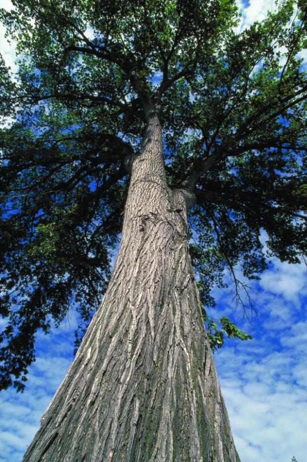 Ulmus americana.