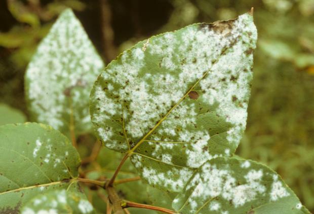 Uncinula adunca