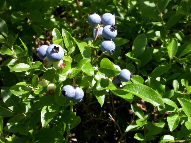 Vaccinium angustifolium