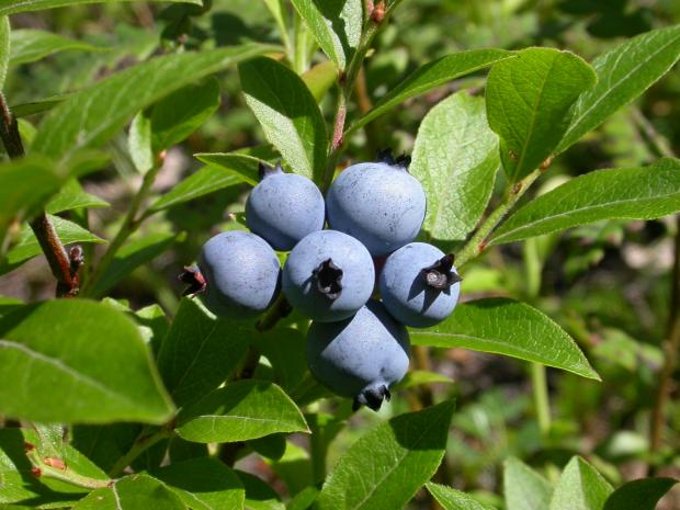 Vaccinium angustifolium