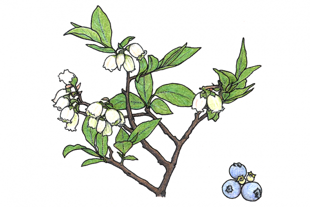 Vaccinium myrtilloides (syn. V. angustifolium)