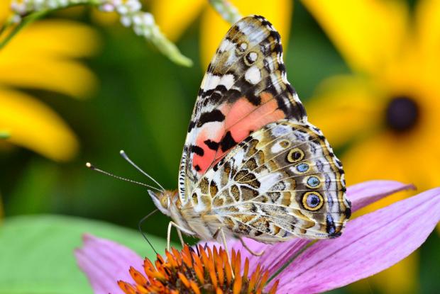 Une Belle-Dame, un papillon migrateur aussi appelée Vanesse des chardons (Vanessa cardui), posée sur une fleur.