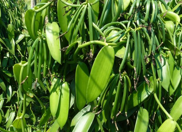 Flat-leaved vanilla