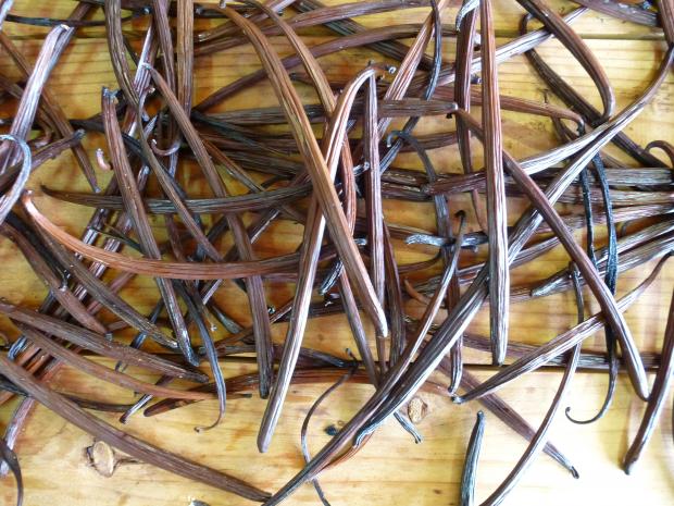 Flat-leaved vanilla