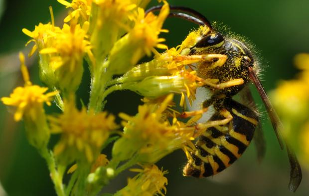 Vespides, Dolichovespula arenaria.