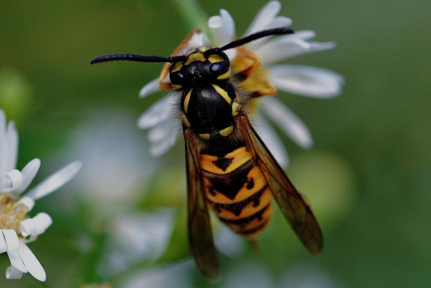 Vespula germanica