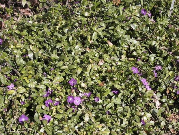 Vinca minor