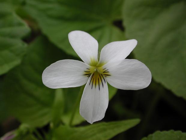 Viola canadensis