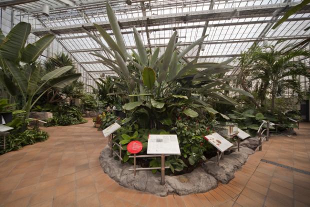 The Molson Hospitality Greenhouse displays large specimens from the Monocotyledon botanical group.