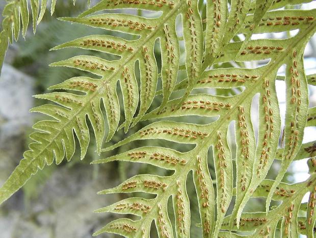 Woodwardia orientalis