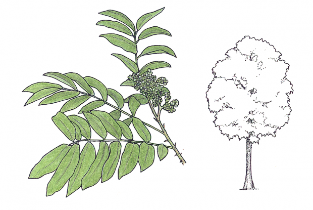 Zanthoxylum setulosum P. Wilson