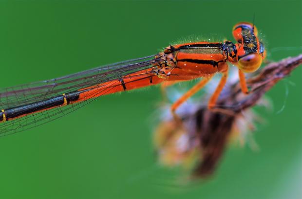 Zygoptera