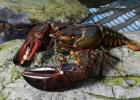 Homarus americanus