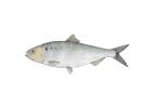 Alosa sapidissima
