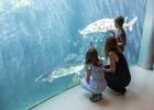 The Association Zoos and Aquariums (AZA) has renewed the accreditation of Montréal Biodôme
