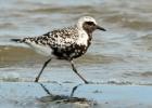 Black bellied plover