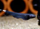 Black ghost knifefish