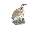 Botaurus lentiginosus