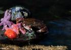 Rock crab (Cancer irroratus) and polar sea star (Leptasterias polaris).