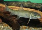 Catostomus commersonii