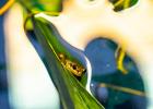 A positive 2024 balance sheet for the western chorus frog conservation program