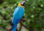 Yellow-and blue macaw