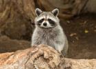 Procyon lotor