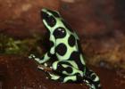 Dendrobates auratus