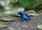 Dendrobates tinctorius (var. azureus)