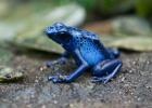 Dyeing poison dart frog