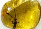 A bug (Ferriantenna excalibur) in a piece of amber.