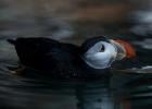 Fratercula arctica