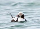 A long-tailed duck floating on water