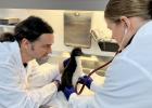 The chick’s health is closely monitored by the Biodôme’s specialists.