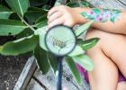 Impact de la science participative : l'exemple de Mission monarque