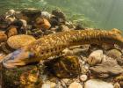 A sea lamprey