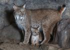 Lynx, femelle, et son bébé.