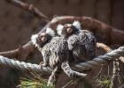 Marmosets (Callithrix)